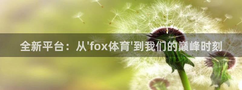 飞球直播体育在线观看