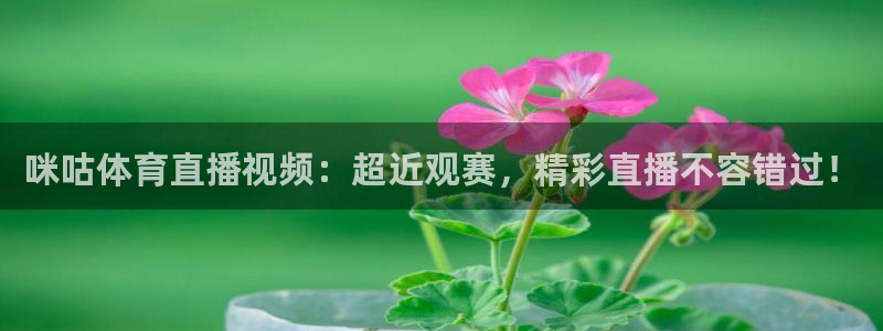 飞球直播安装入口